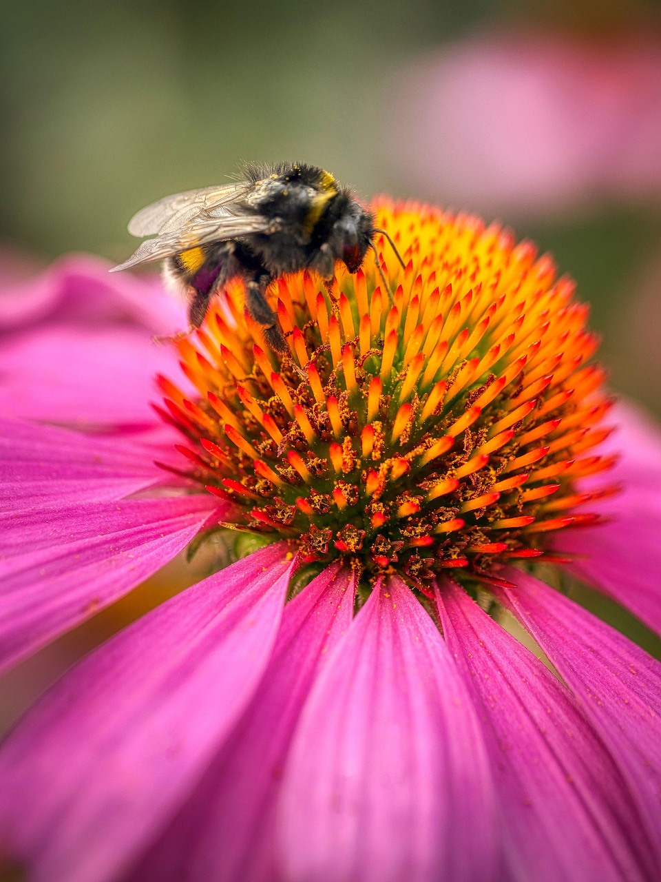 bee, beautiful flowers, coneflower, insect, flower wallpaper, flower, honey bee, bumble bee, wings, petals, blossom, bloom, flora, ray florets, disc florets, nature, purple, close-up, flower background, macro