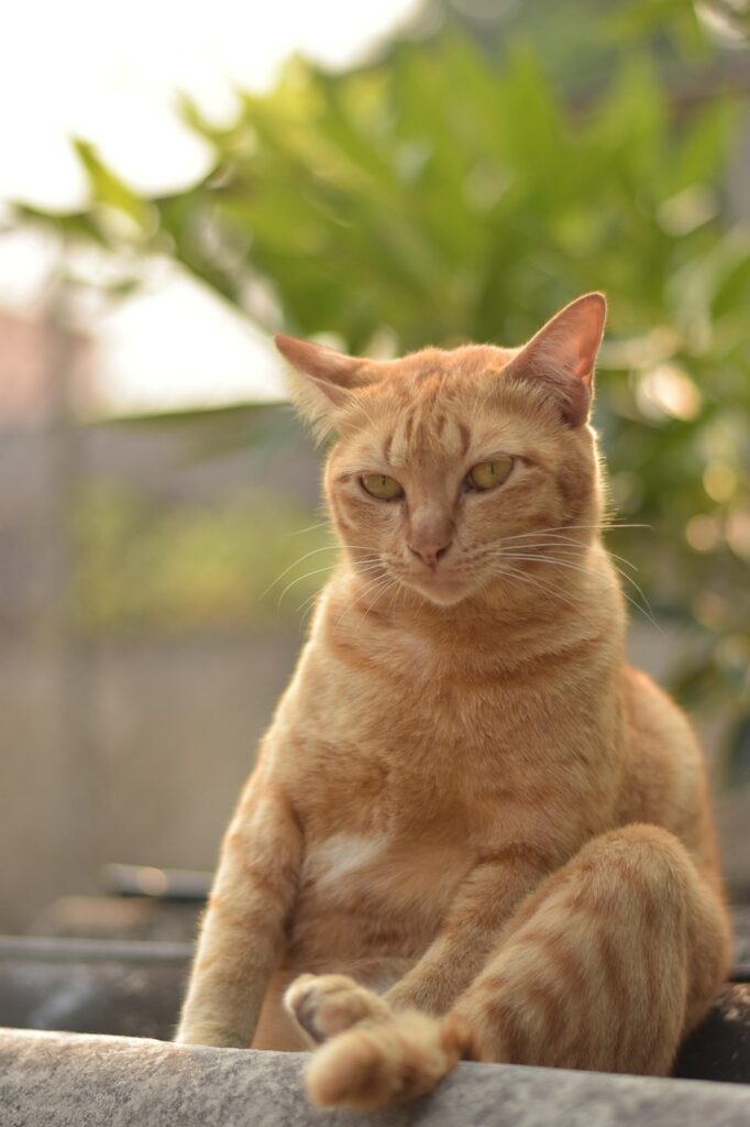 cat sitting, animal, orange cat, adorable, portrait, nature, cute, pet