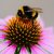 Close-up of a bumblebee collecting nectar from a vibrant coneflower.